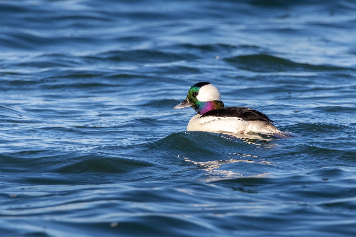 Bufflehead - ML539045611