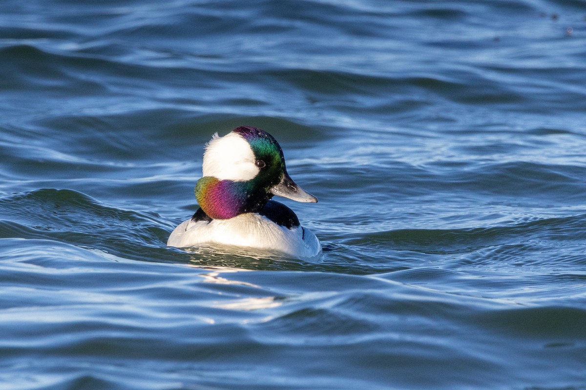 Bufflehead - ML539045621