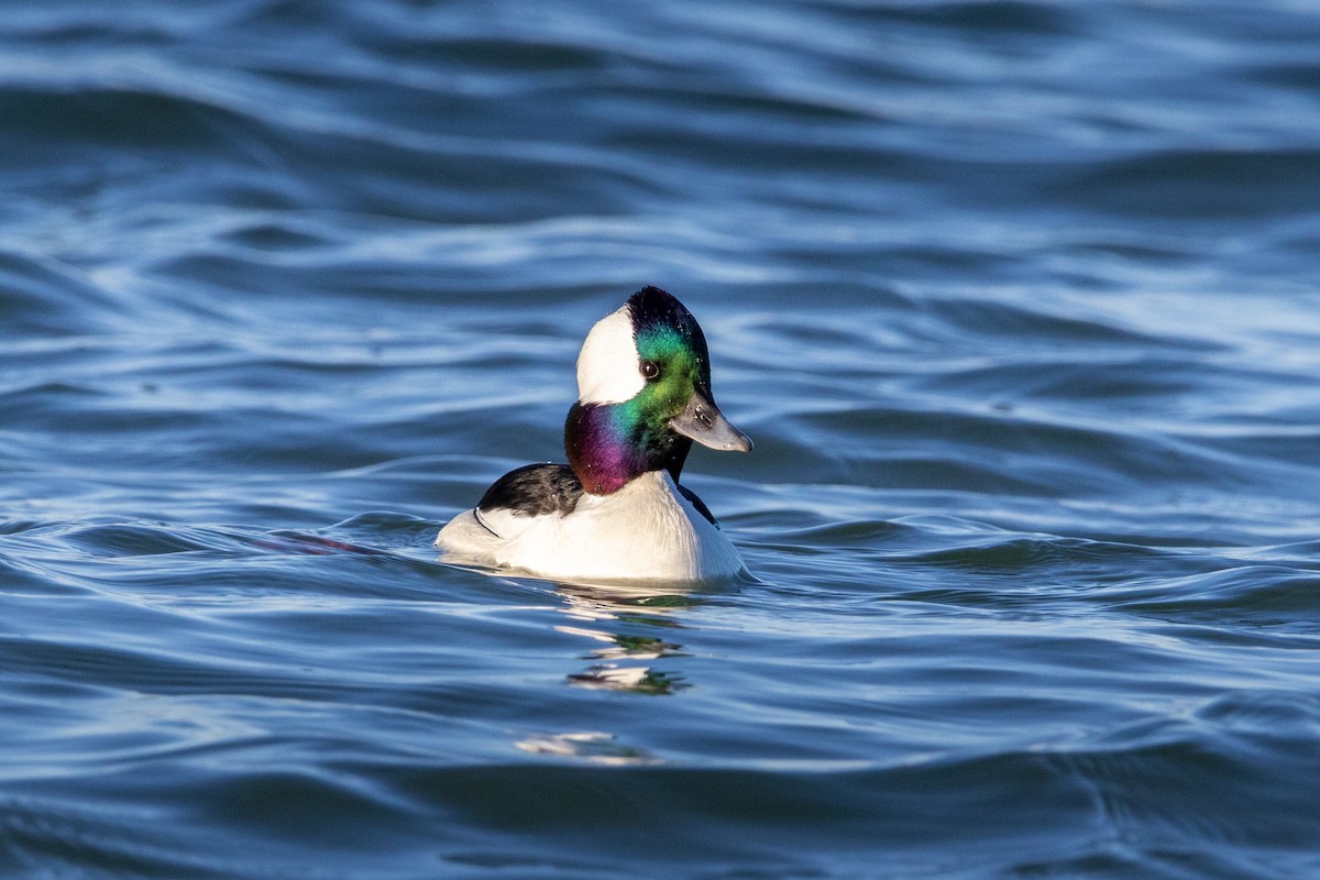 Bufflehead - ML539045631