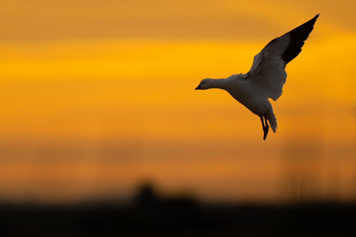 Snow Goose - Sean Crockett