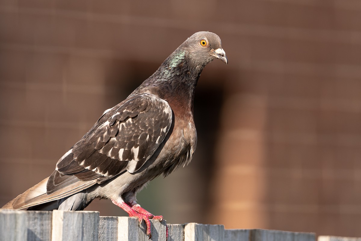 Rock Pigeon (Feral Pigeon) - John  Van Doorn