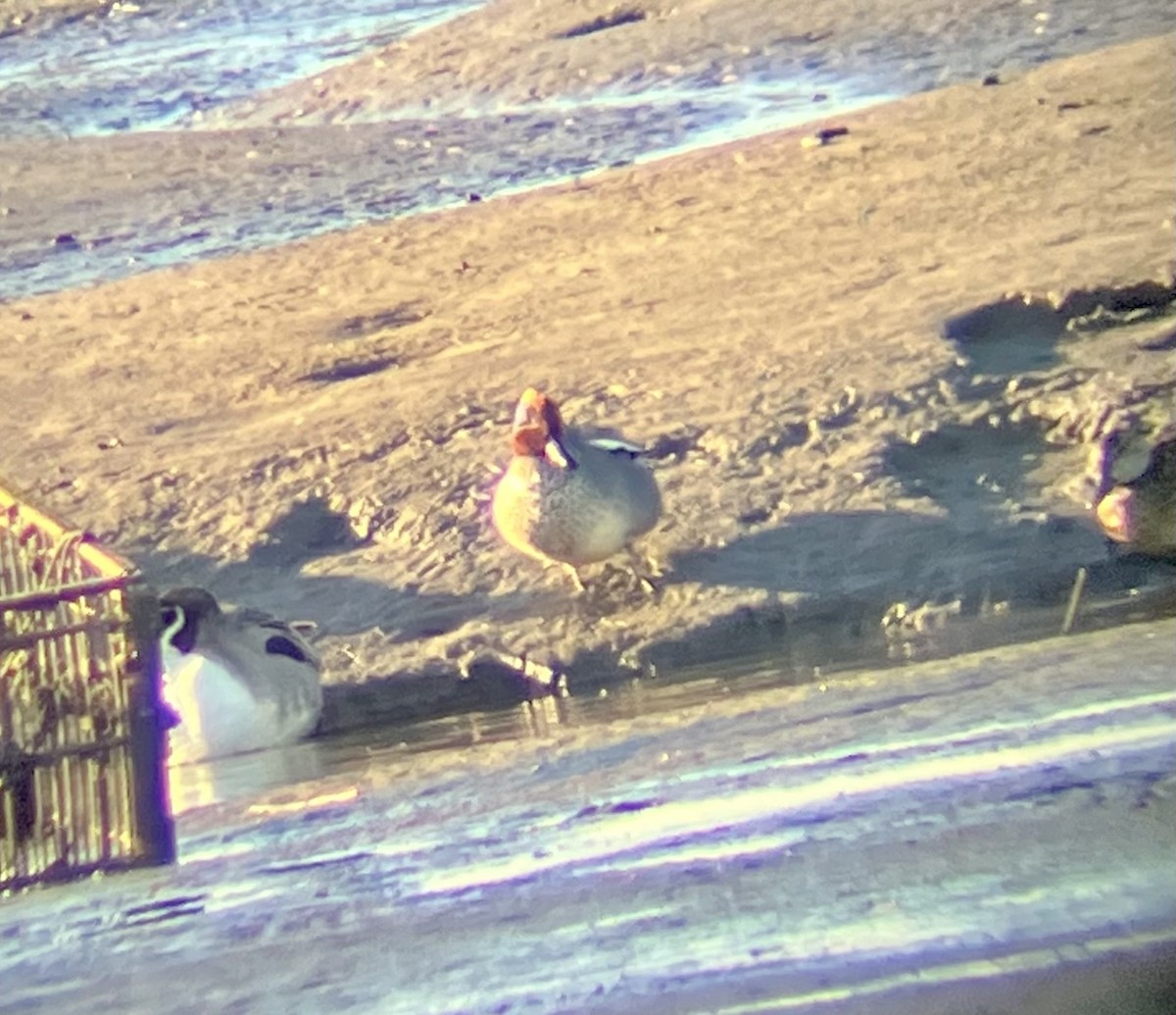 Green-winged Teal (Eurasian) - ML539046221