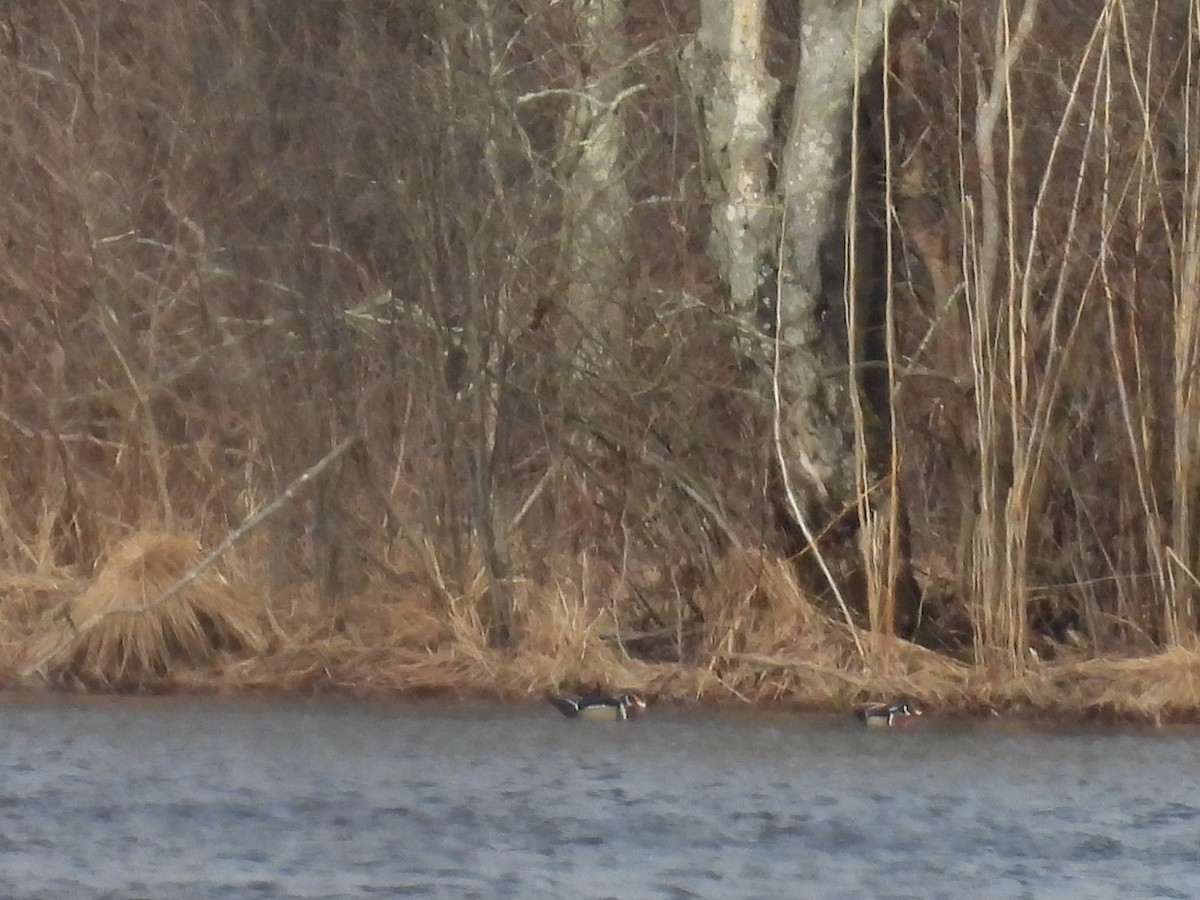 Wood Duck - ML539046871