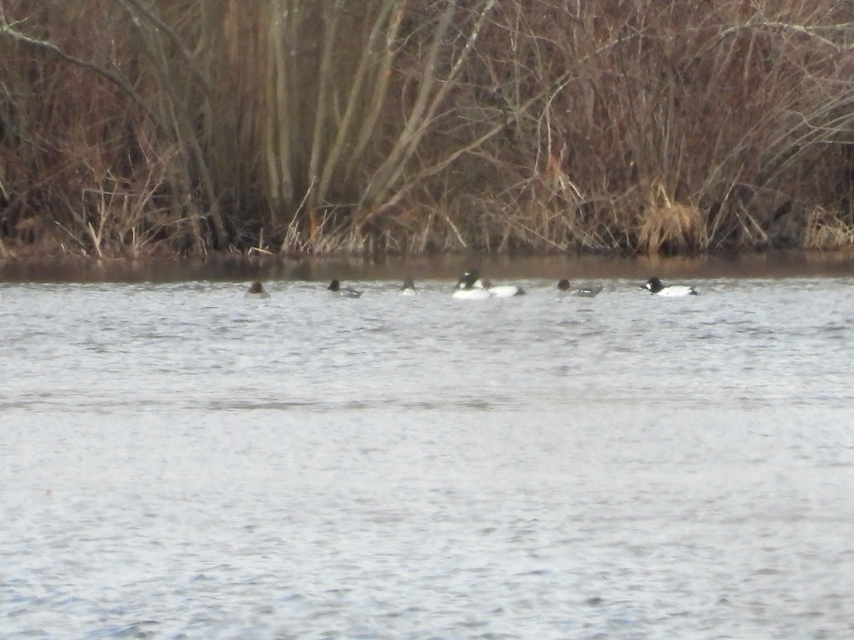 Common Goldeneye - ML539046971