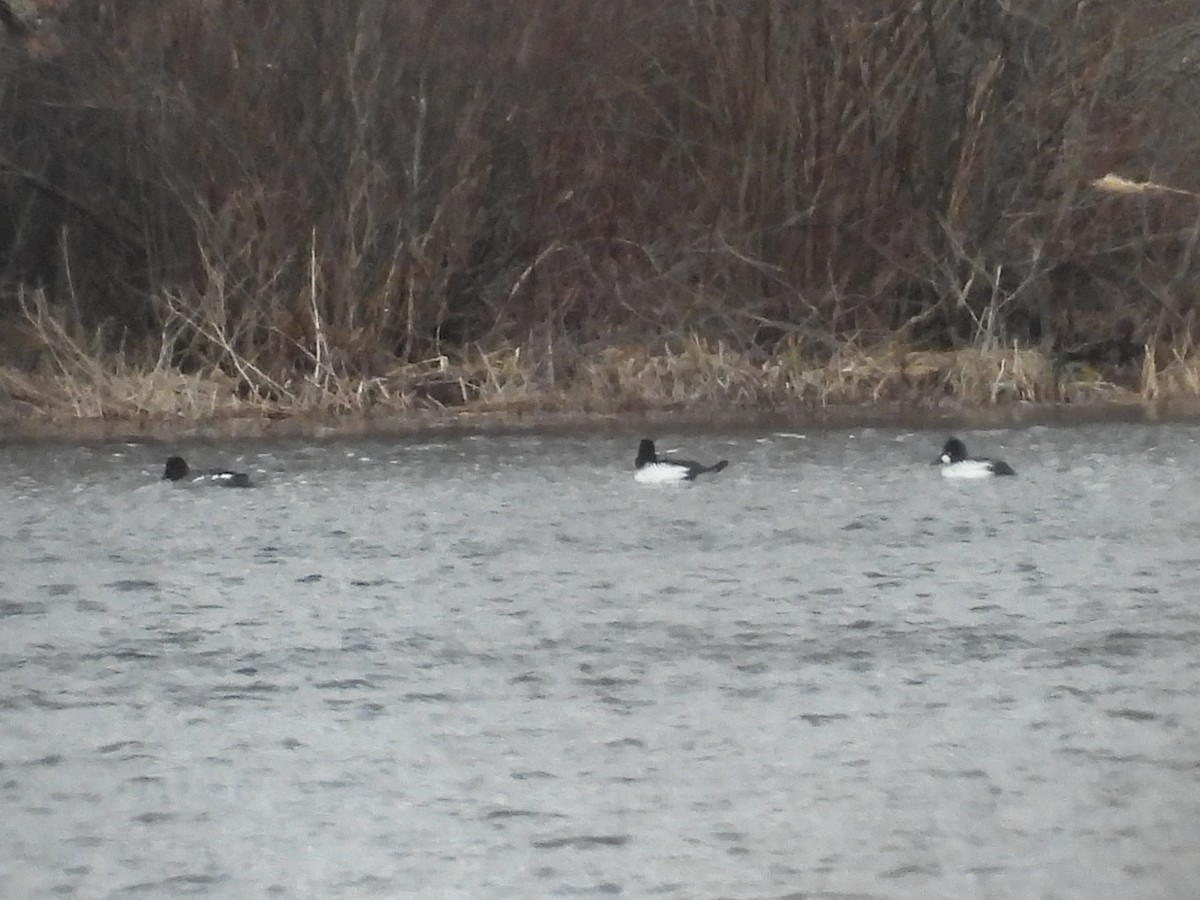 Common Goldeneye - ML539046981