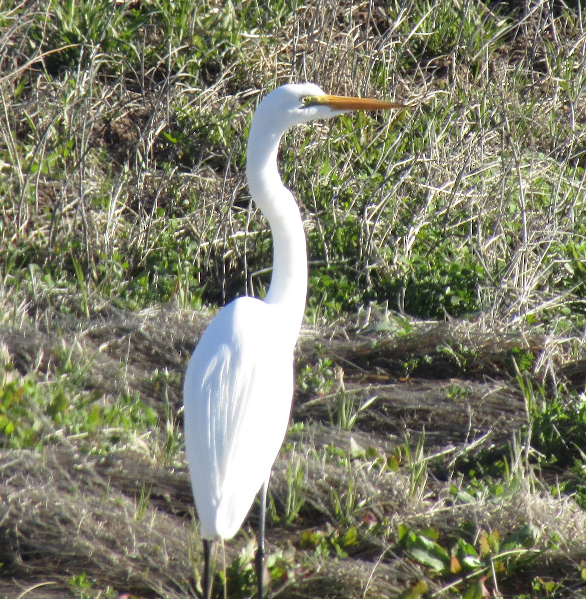 Great Egret - ML539047101