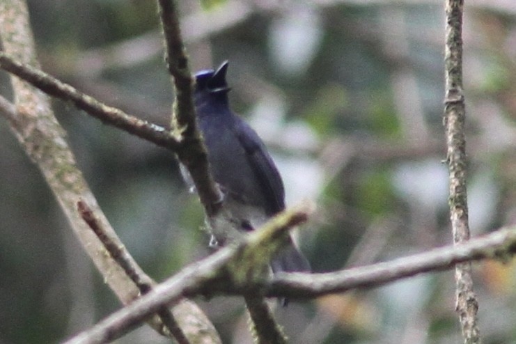 Blue-fronted Robin - ML539048221