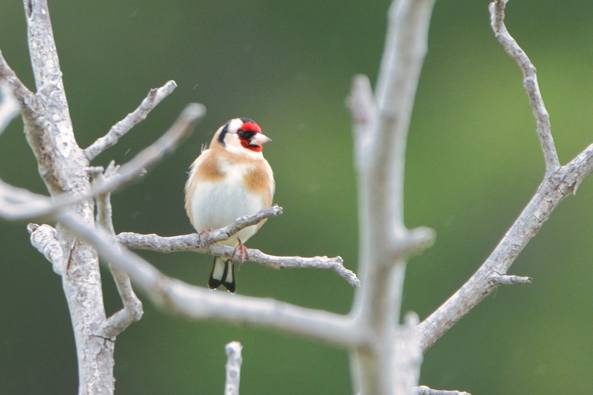 European Goldfinch - Todd A. Watkins