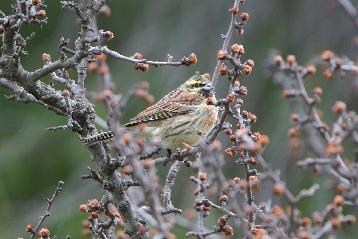 Cirl Bunting - Todd A. Watkins