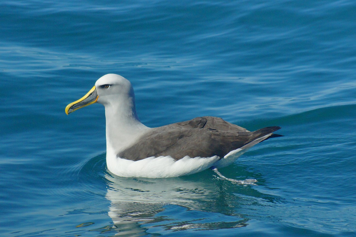 albatros Bullerův - ML53904931