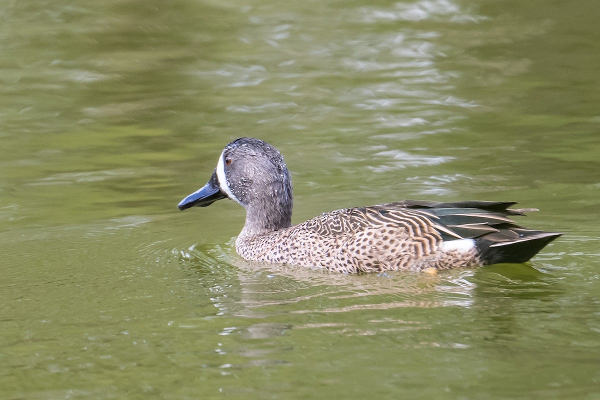 Blue-winged Teal - Frank King