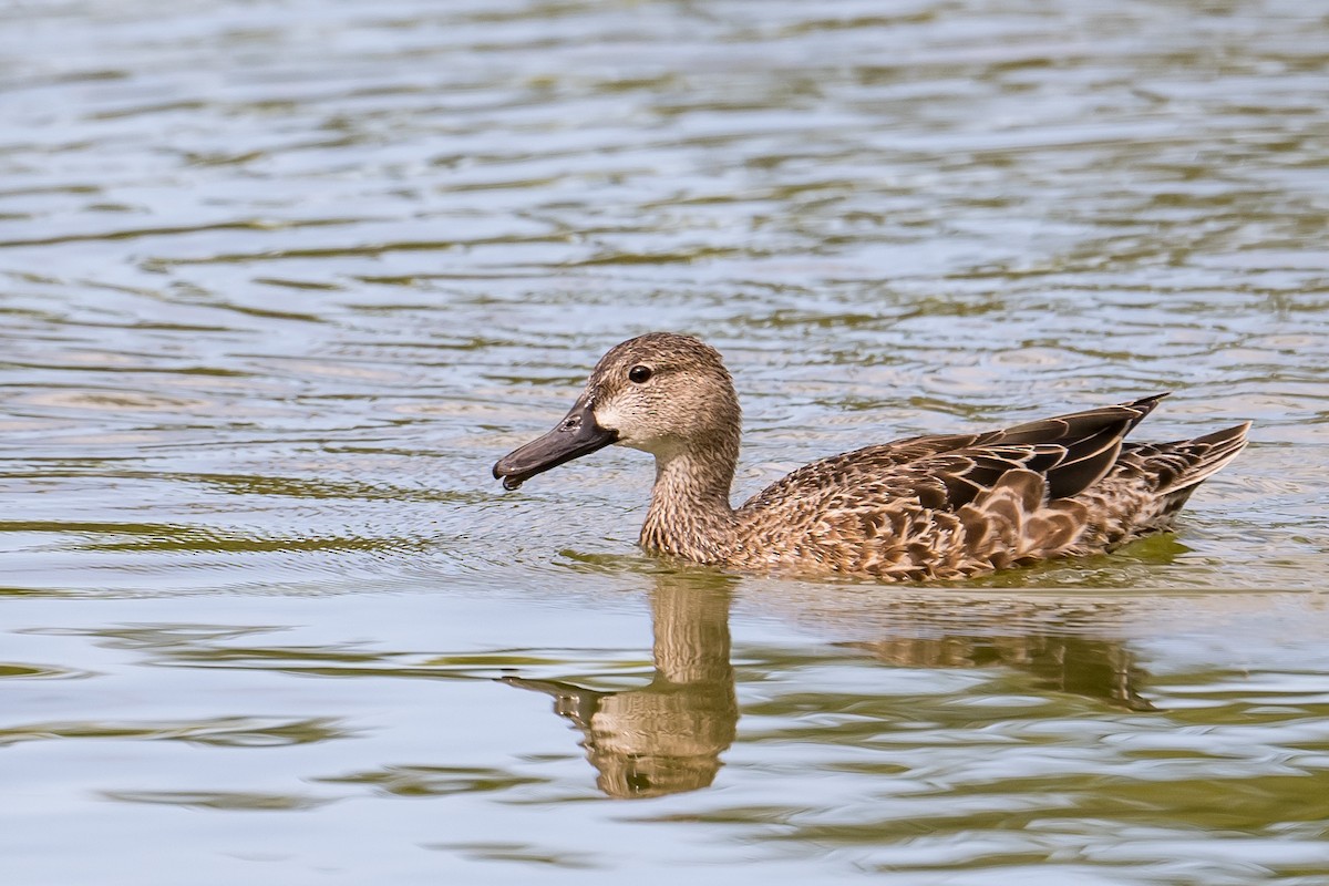 Blue-winged Teal - Frank King