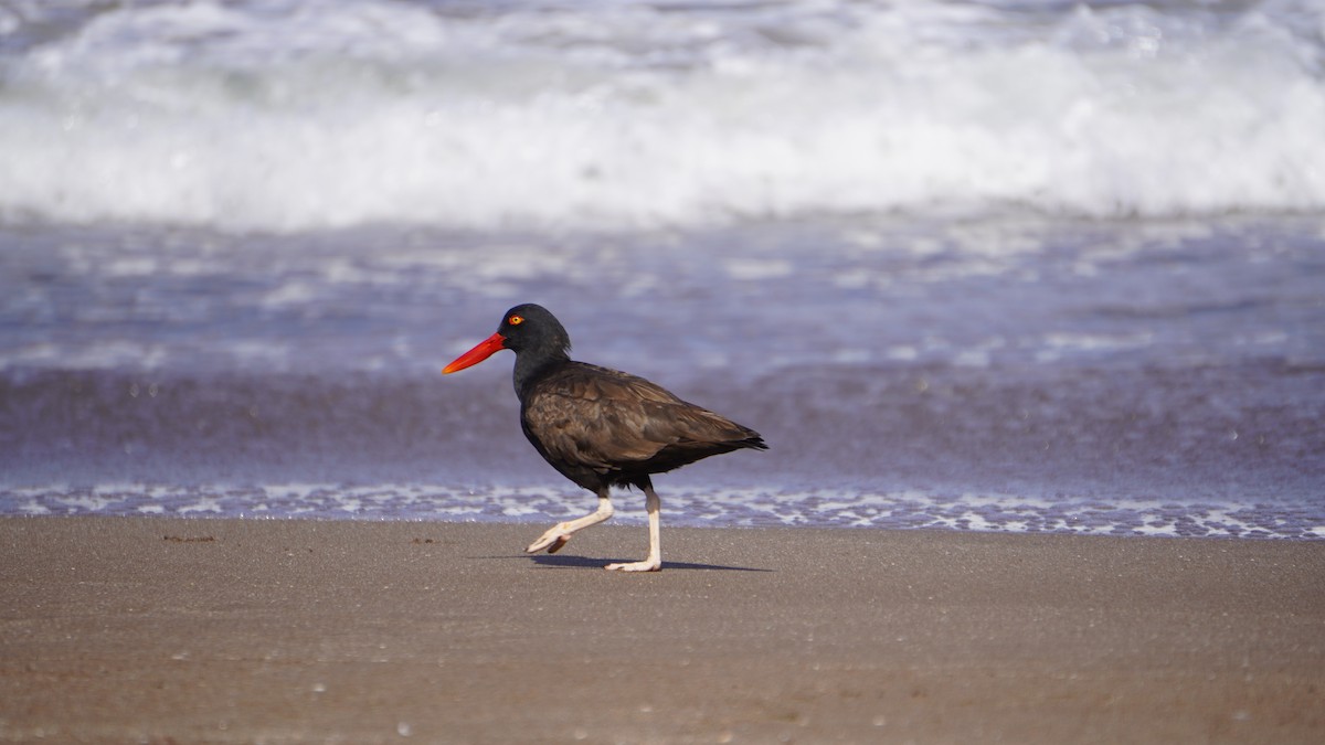 Blackish Oystercatcher - Dante Gongora