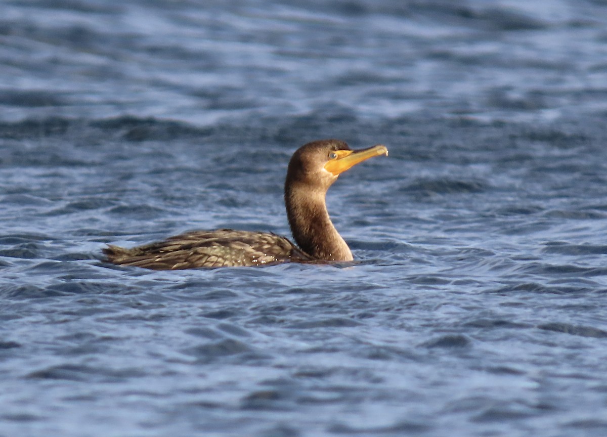 Cormorán Orejudo - ML539050151