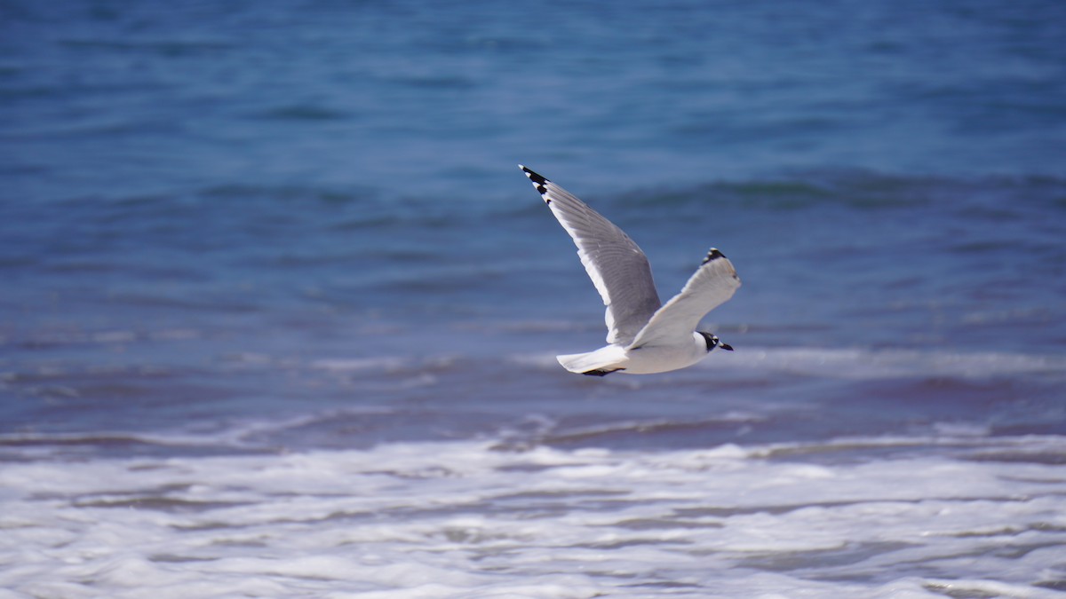 Franklin's Gull - Dante Gongora