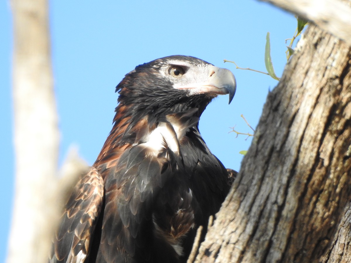 Wedge-tailed Eagle - ML539050471