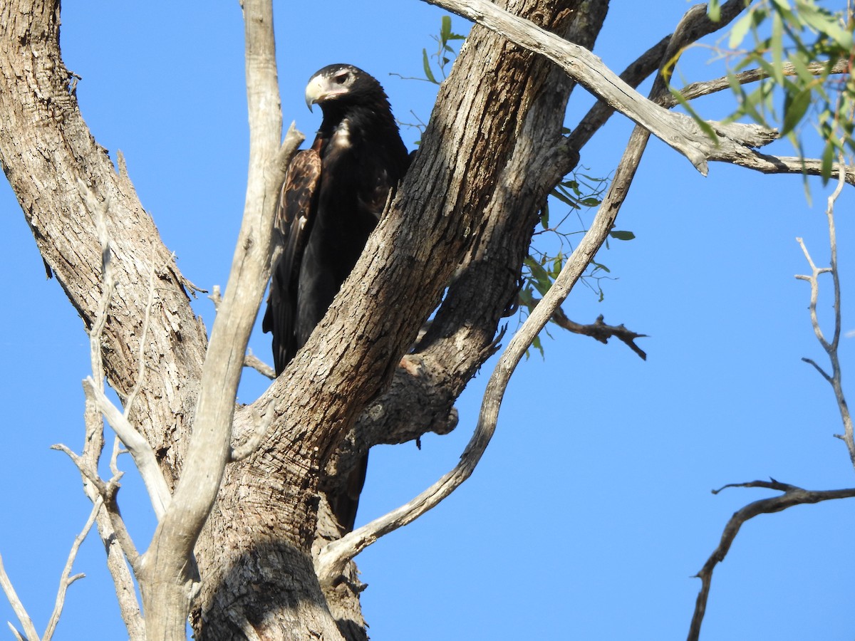 Wedge-tailed Eagle - ML539050491