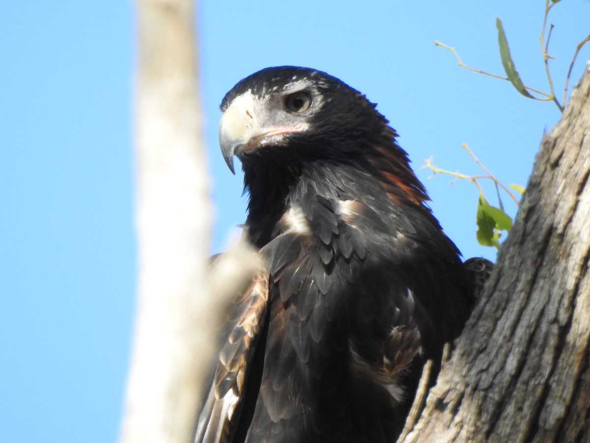 Wedge-tailed Eagle - ML539050511