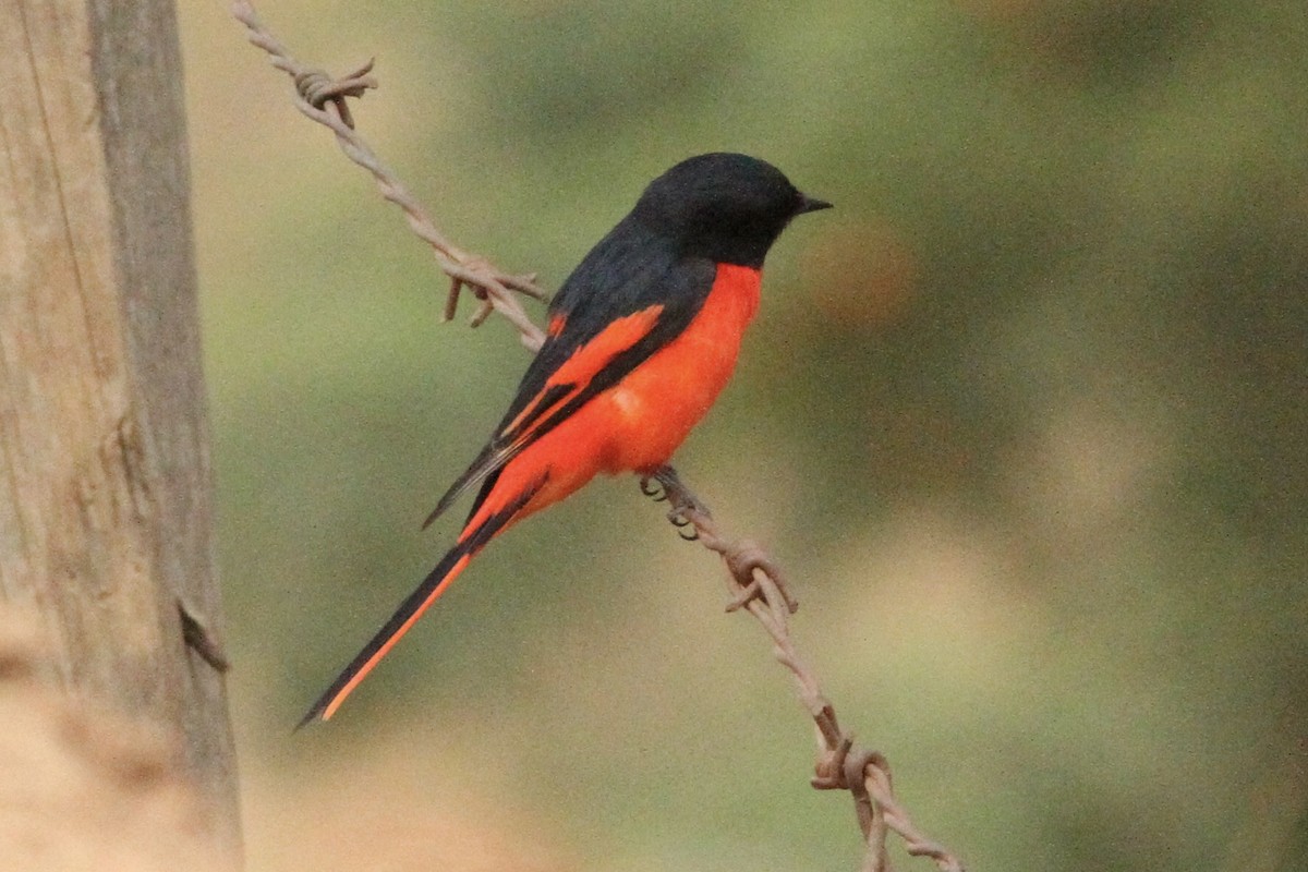 Long-tailed Minivet - ML539050601