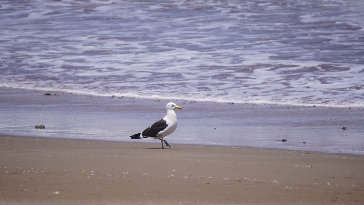 Kelp Gull - ML539050651