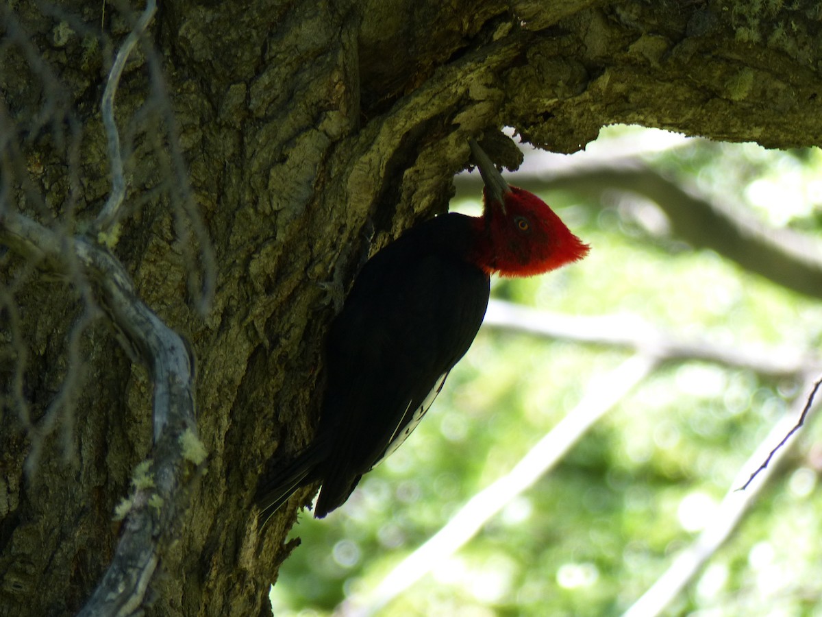 Magellanic Woodpecker - Guy RUFRAY
