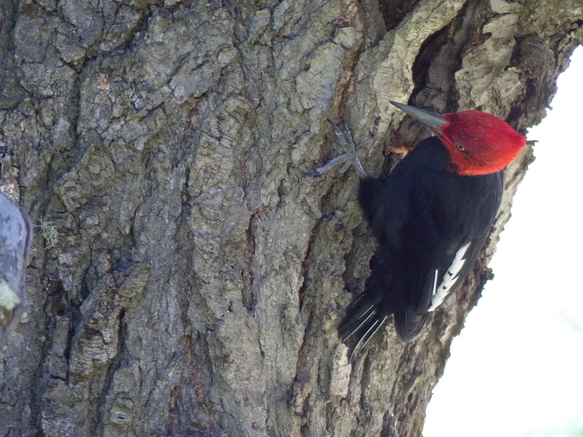 Magellanic Woodpecker - ML539050721