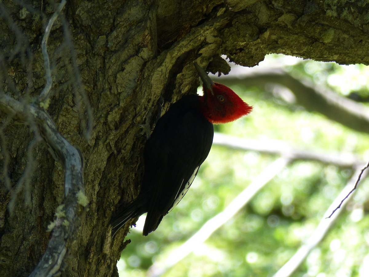 Magellanic Woodpecker - ML539050731