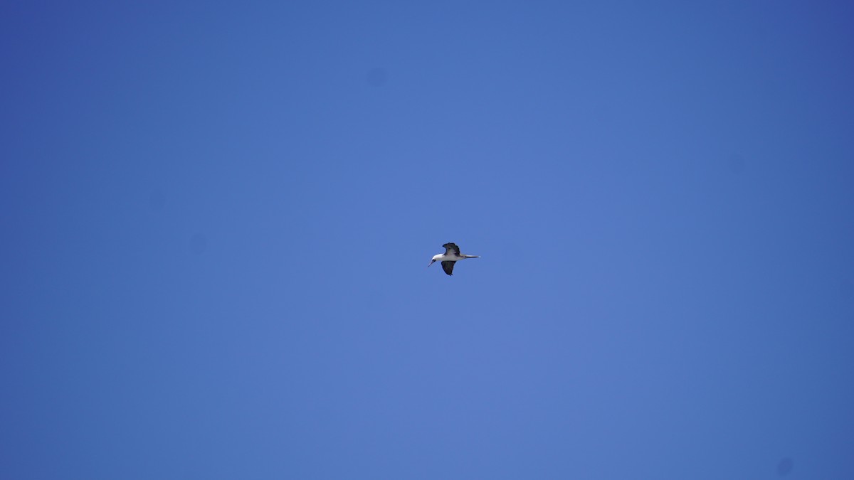 Peruvian Booby - Dante Gongora