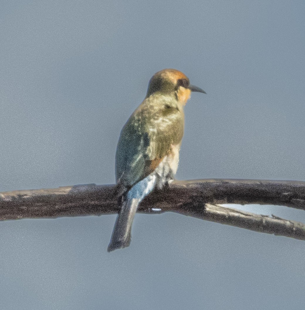 Rainbow Bee-eater - ML539051481