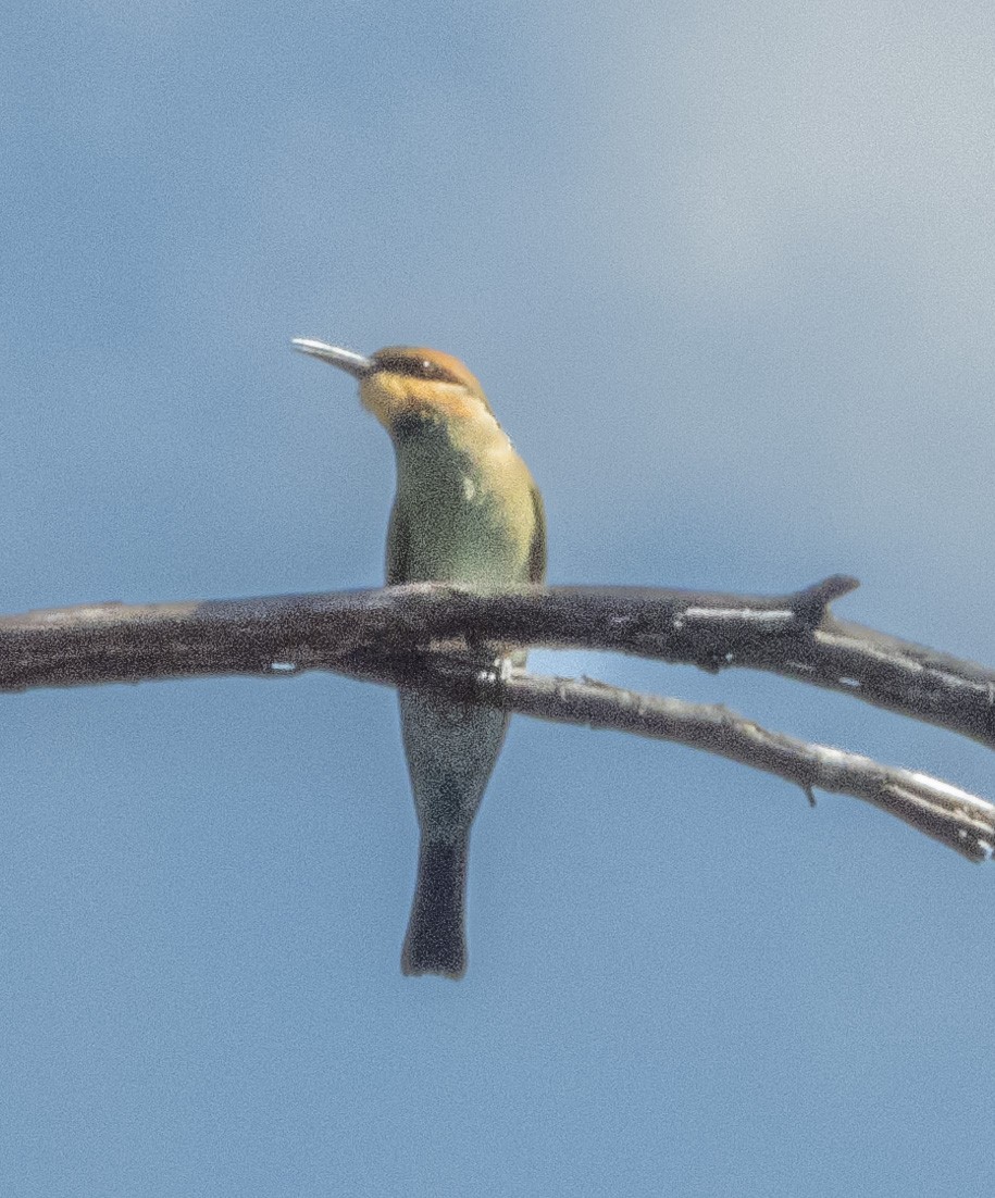 Rainbow Bee-eater - ML539051491