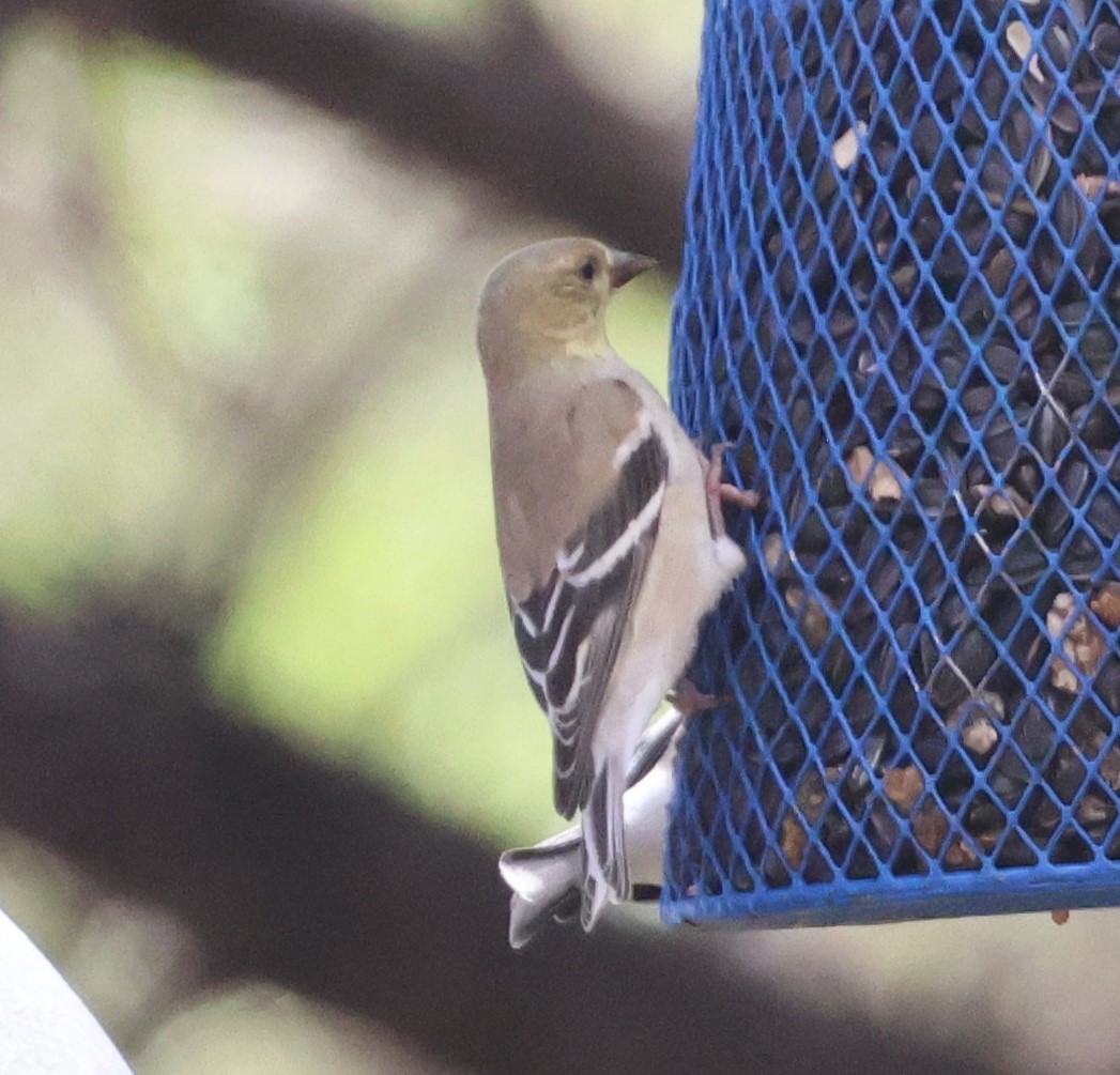 American Goldfinch - ML539051611