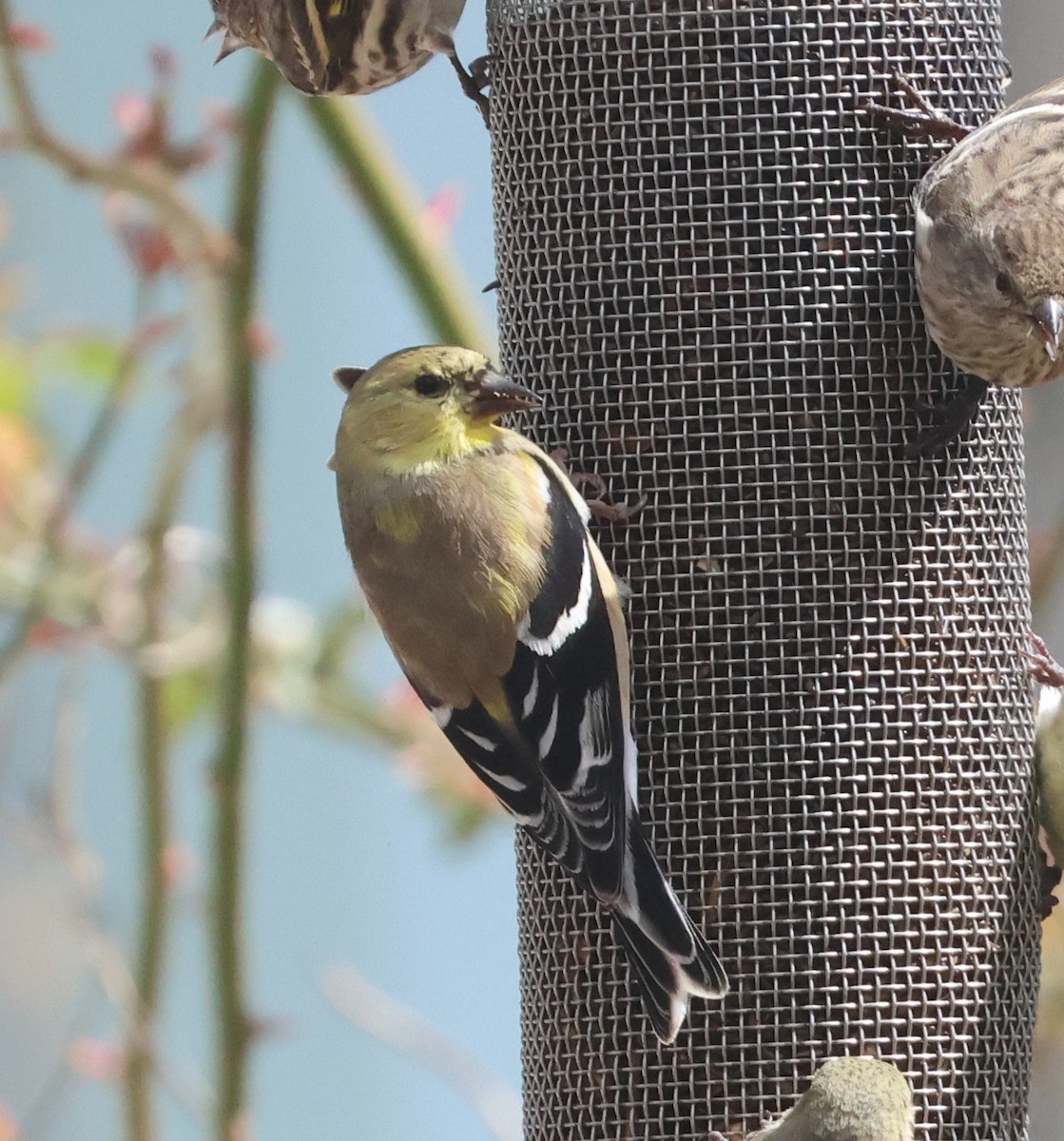 American Goldfinch - ML539051631