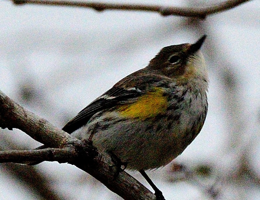 Yellow-rumped Warbler - ML539051791