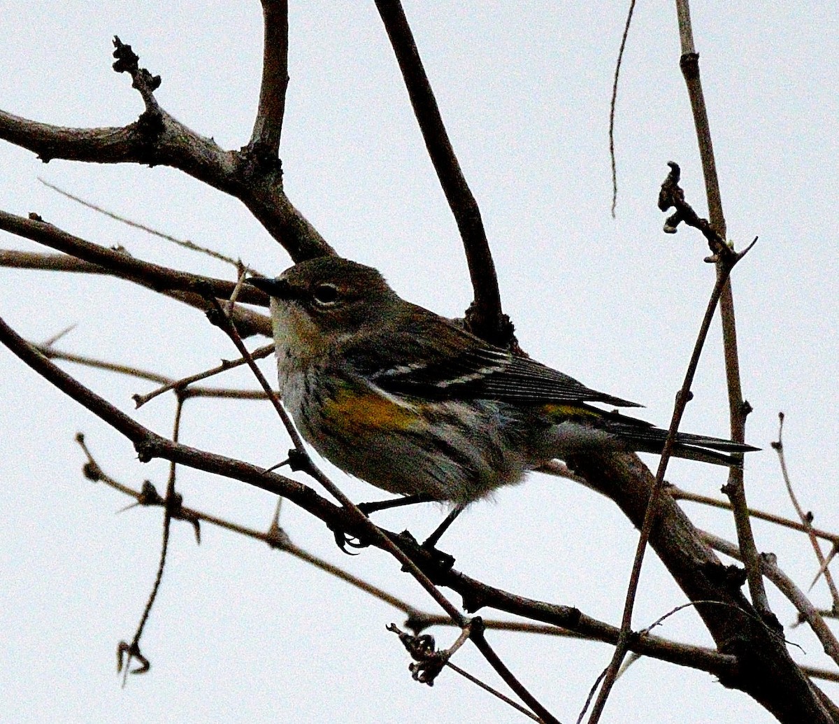 Yellow-rumped Warbler - ML539051801