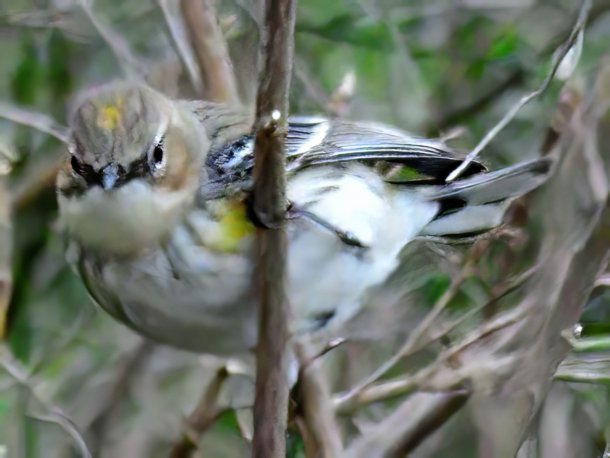 Yellow-rumped Warbler - ML539051911