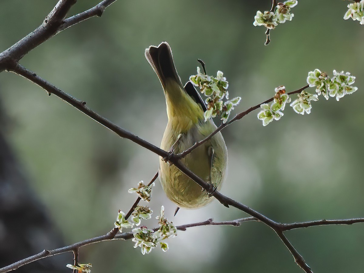 Orange-crowned Warbler - ML539052011