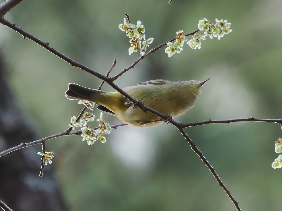 Orange-crowned Warbler - Daniel Kaplan