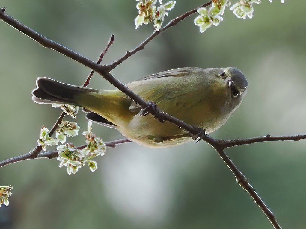 Orange-crowned Warbler - Daniel Kaplan