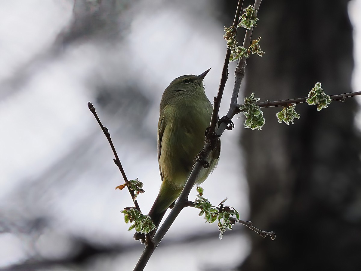 Orange-crowned Warbler - ML539052041