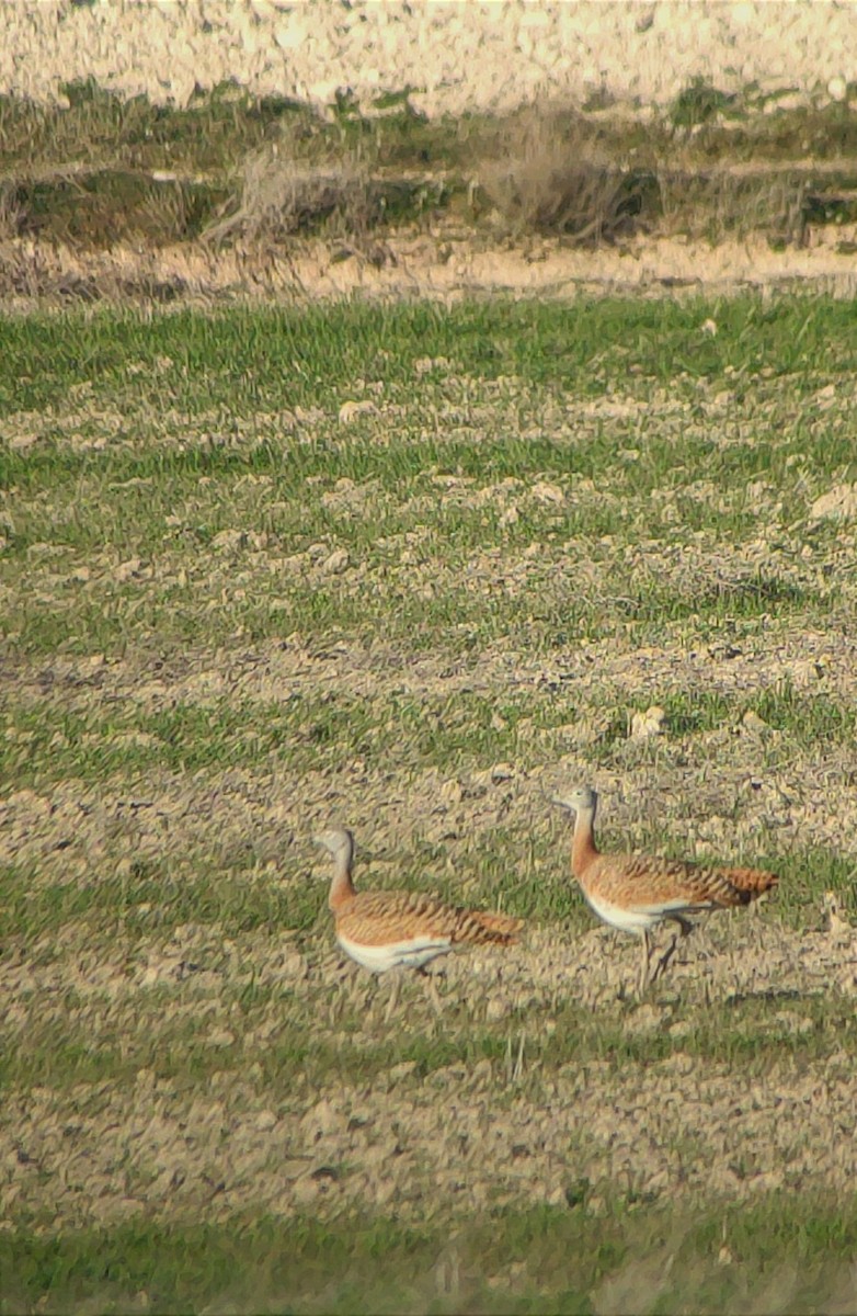 Great Bustard - Juan Carlos Bellido Campano