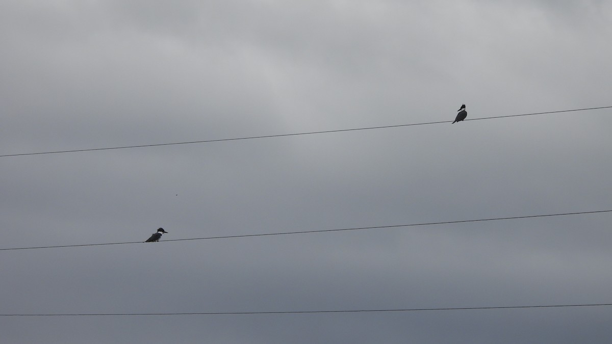 Belted Kingfisher - ML539054931