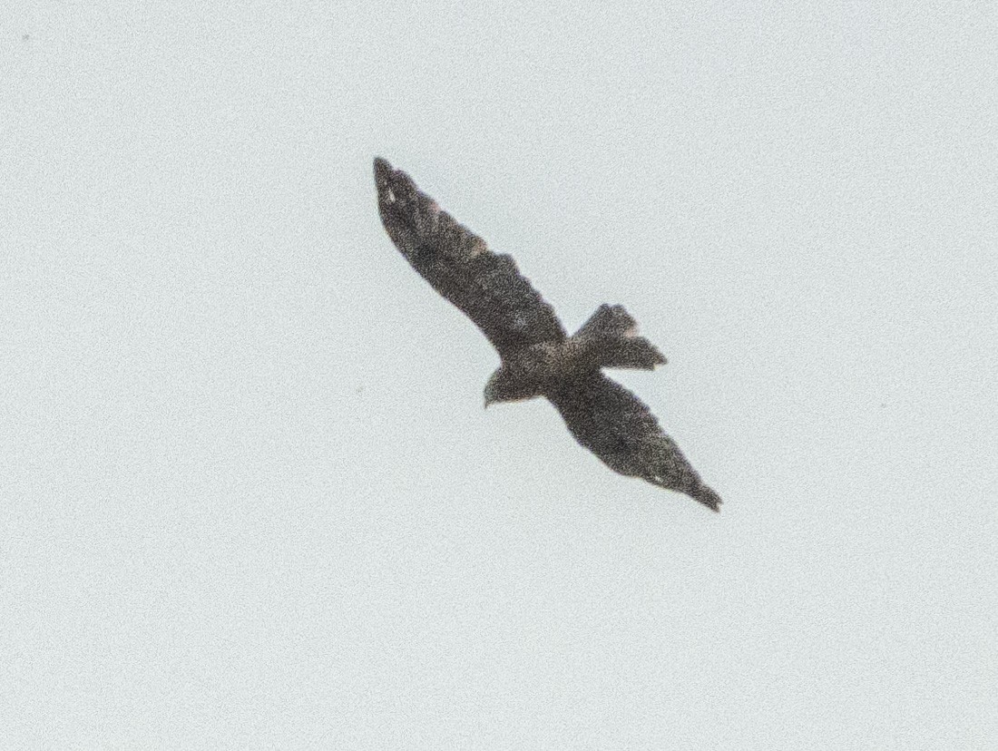 Square-tailed Kite - ML539055111