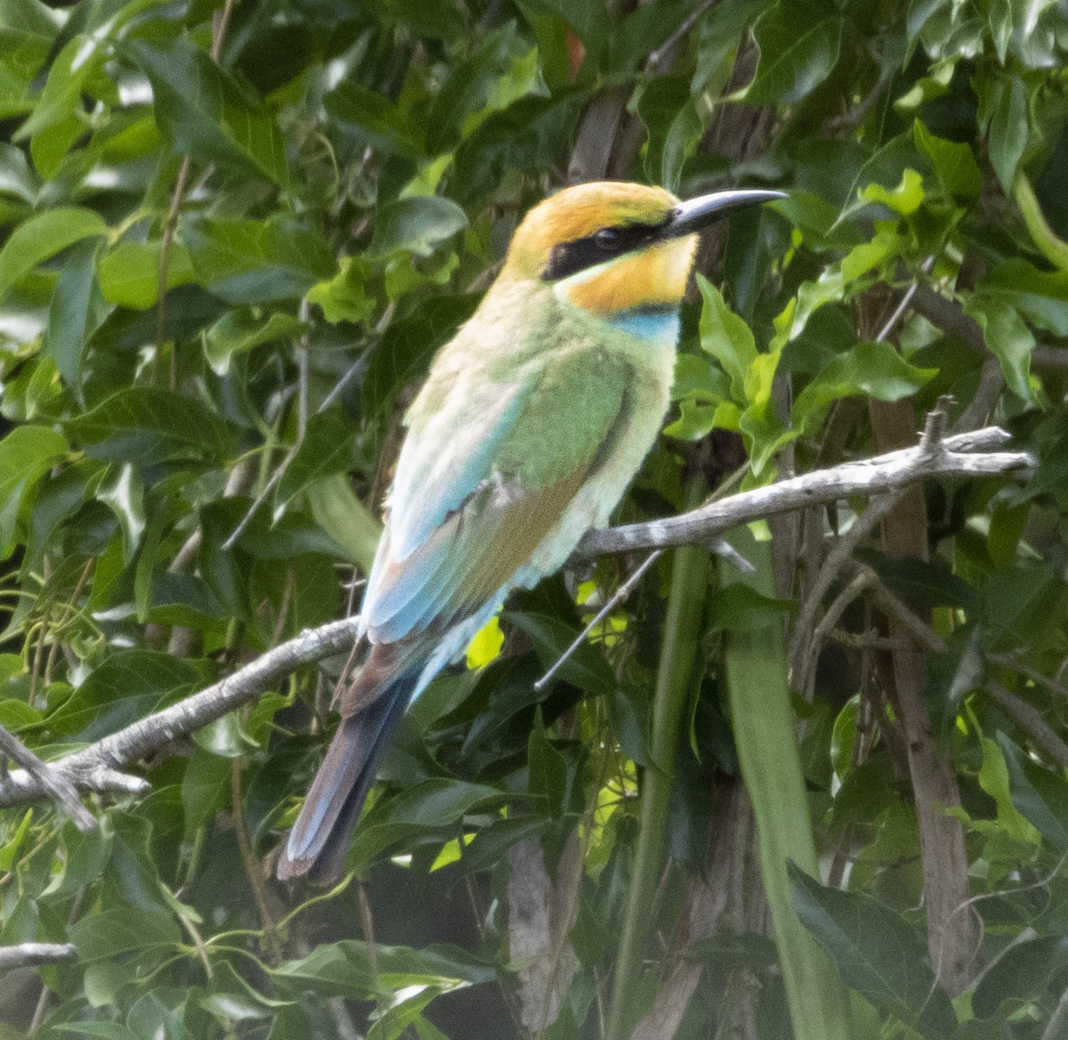 Rainbow Bee-eater - ML539055551