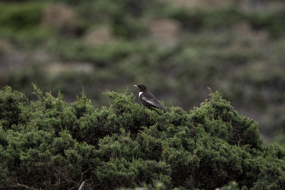 Ring Ouzel - Alexandre Guerreiro