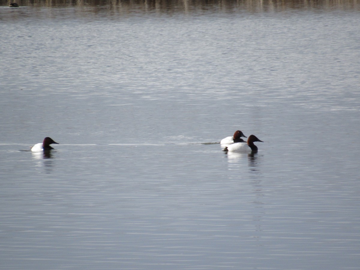 Canvasback - ML53905701