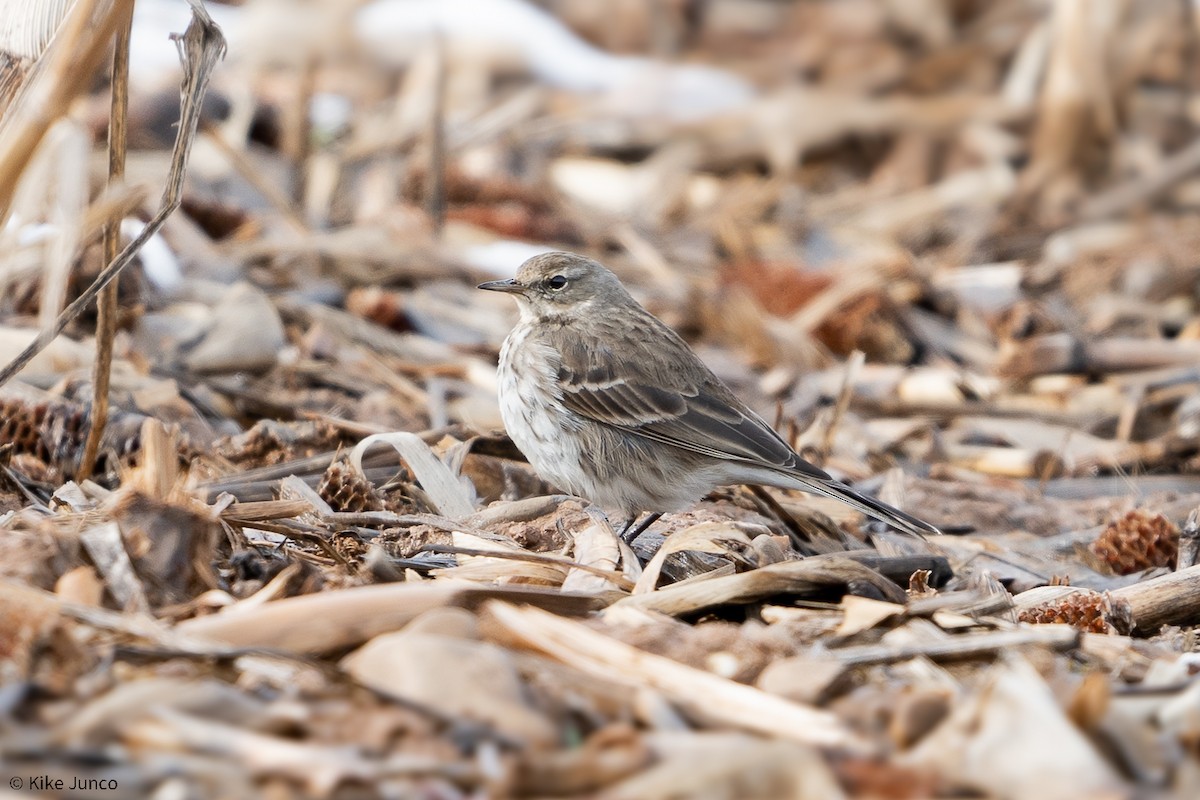 Water Pipit - Kike Junco