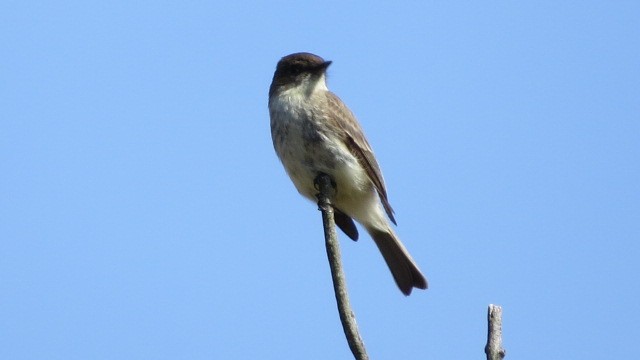 Eastern Phoebe - ML53905751