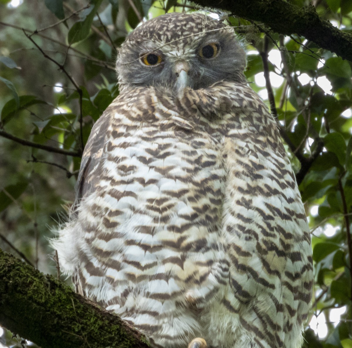 Powerful Owl - ML539058681