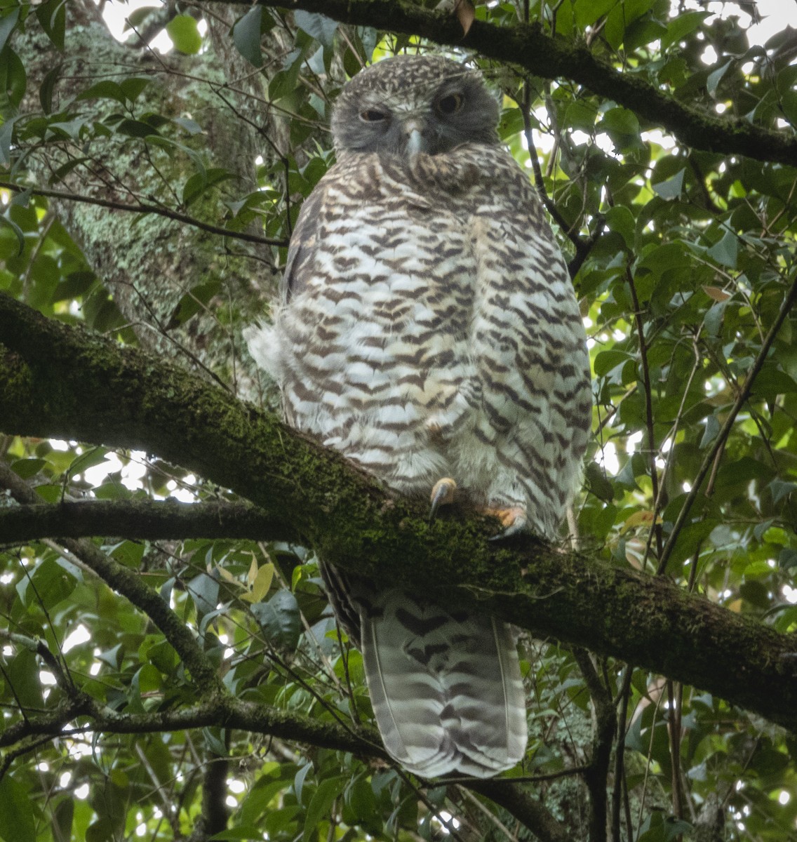 Powerful Owl - ML539058701