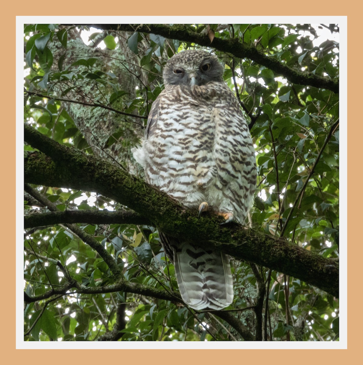 Powerful Owl - mark cavallo